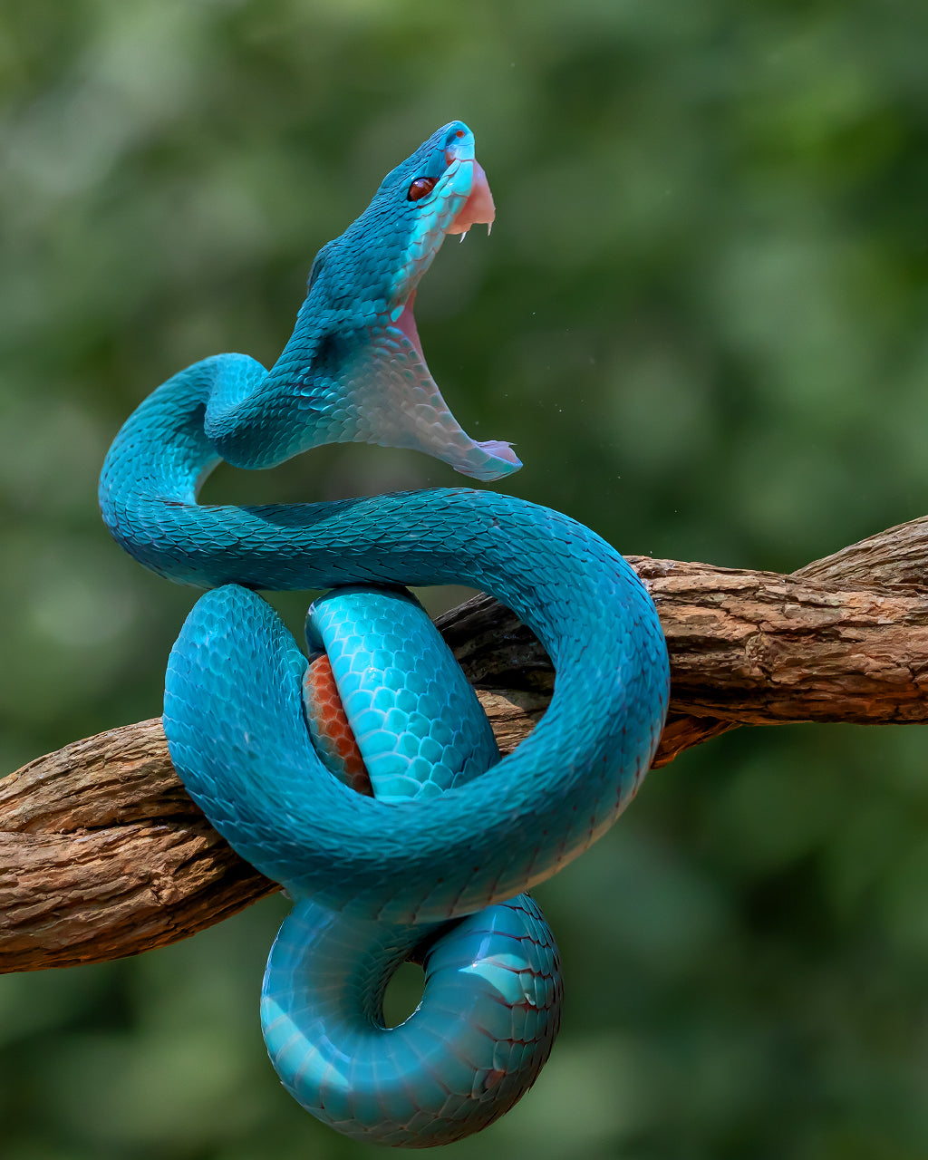 Angry Snake Poster och Canvastavla