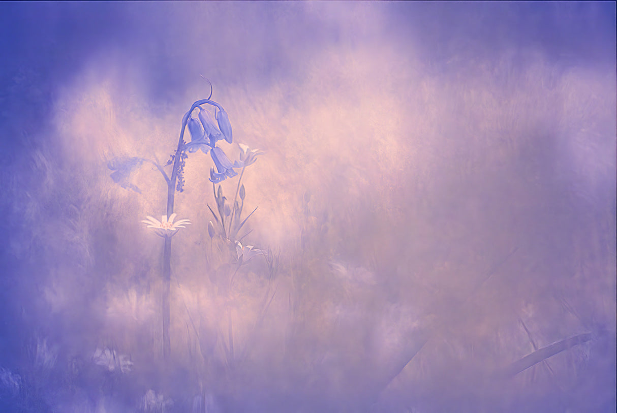 Dreamy spring Poster och Canvastavla