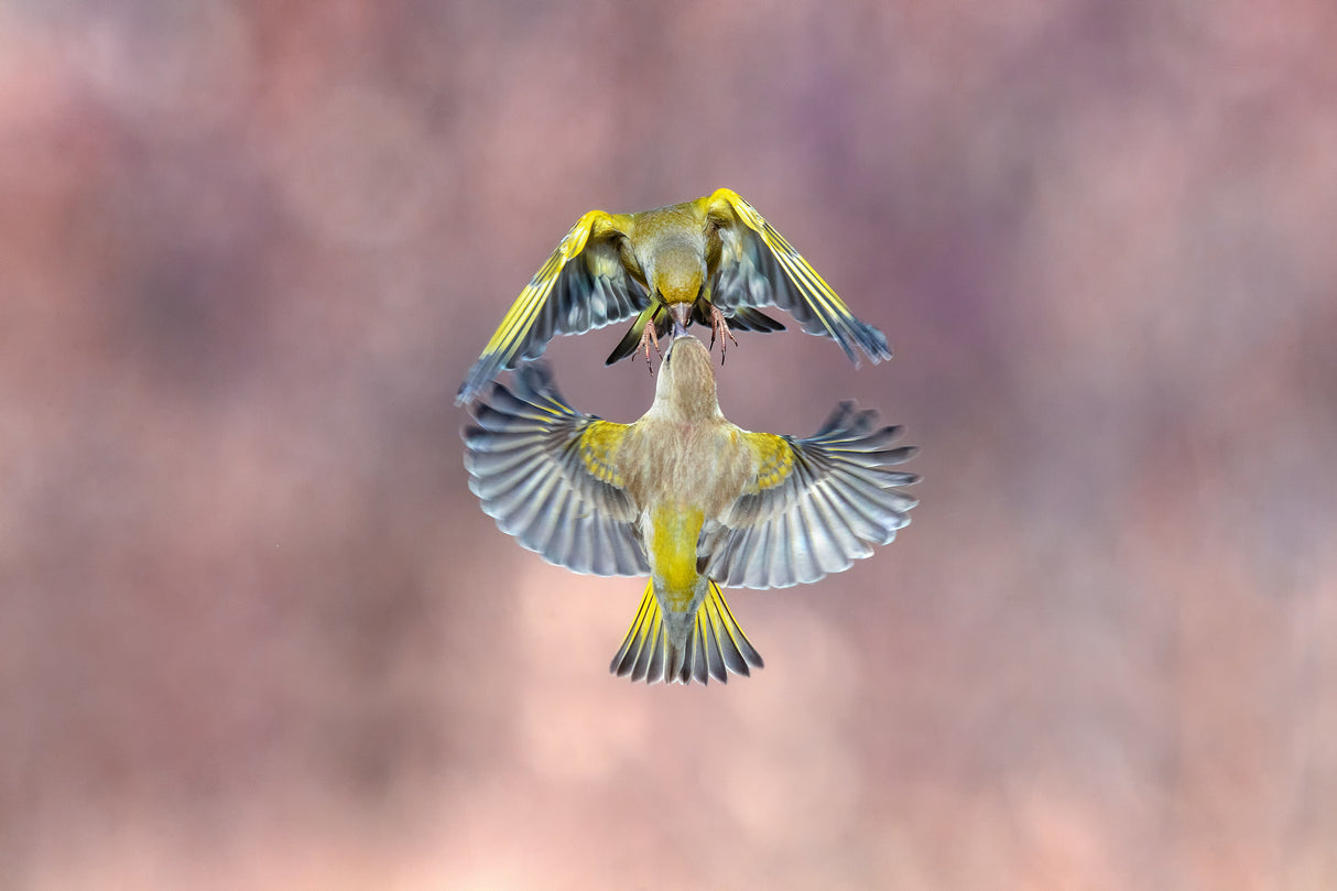 Wings &amp; beak Poster och Canvastavla