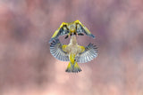 Wings &amp; beak Poster och Canvastavla