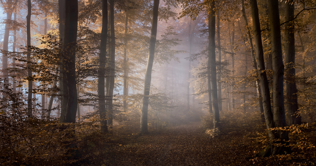 Way into the light Poster och Canvastavla