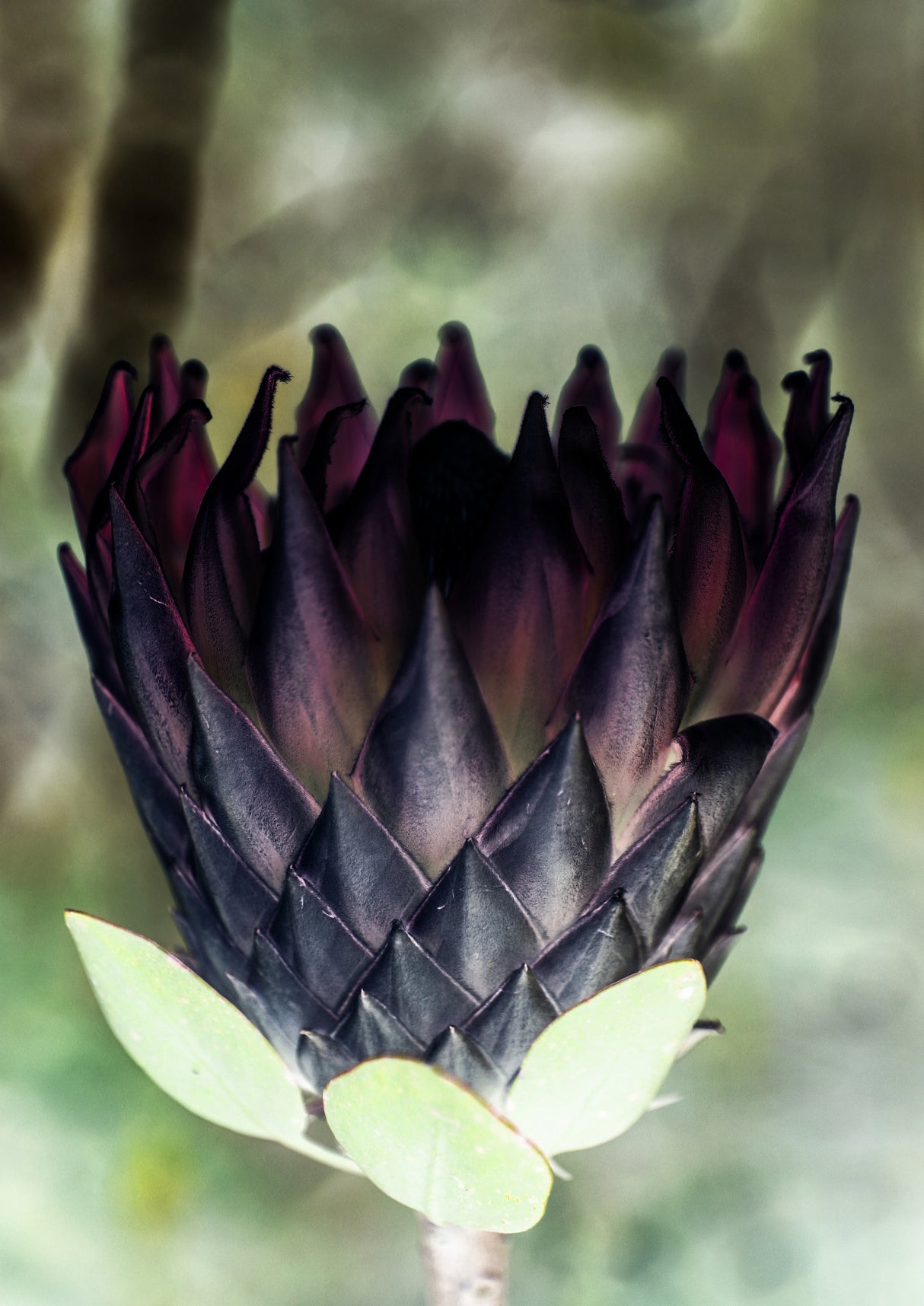 King Protea 01 Poster och Canvastavla