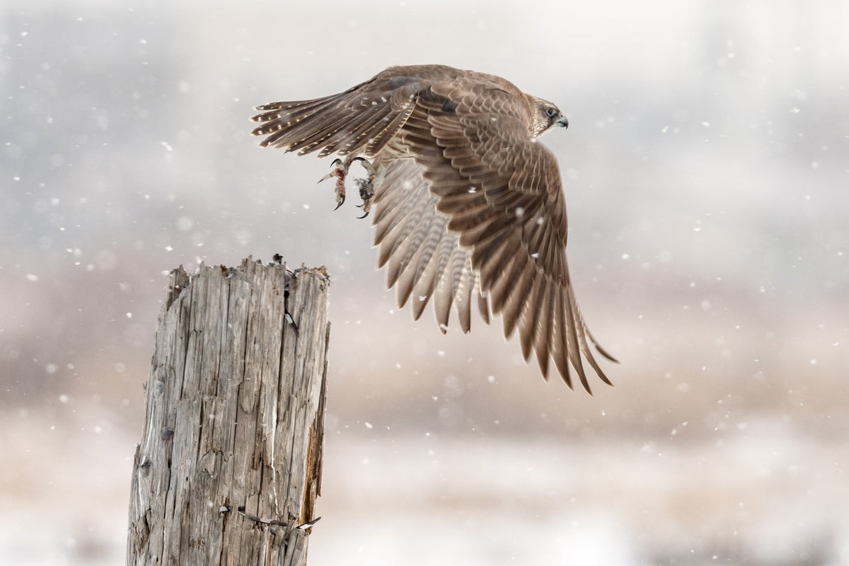 Flight against the snowstorm Poster och Canvastavla