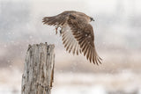 Flight against the snowstorm Poster och Canvastavla