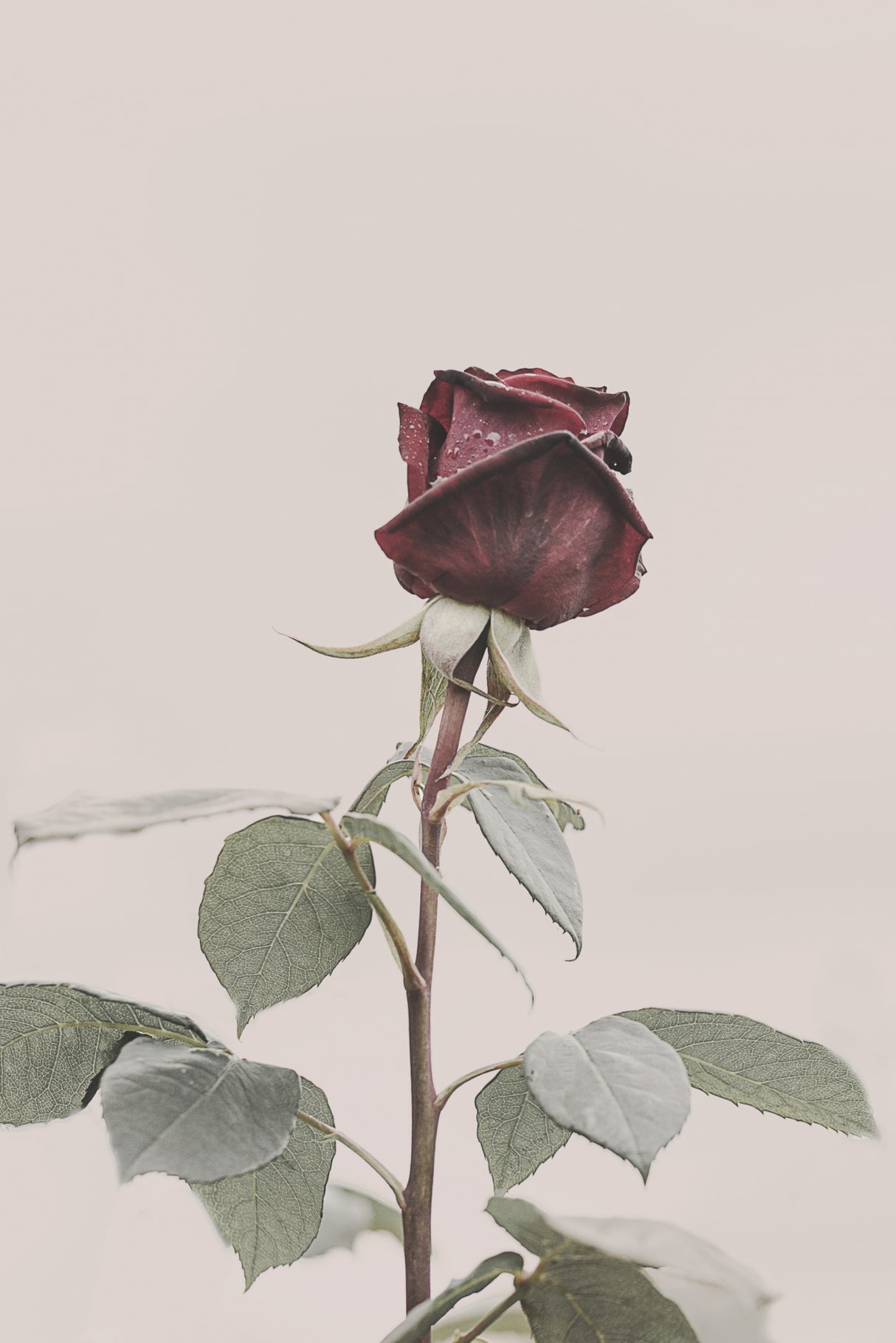 Rose Poster och Canvastavla