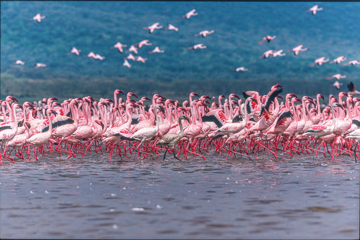 Lake Nakuru Flamingos Poster och Canvastavla