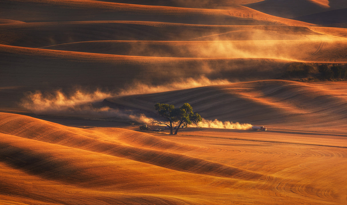 Golden Autumn Wheat Field Poster och Canvastavla