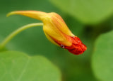Budding Poster och Canvastavla