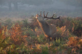 Bellowing Stag Deer Poster och Canvastavla