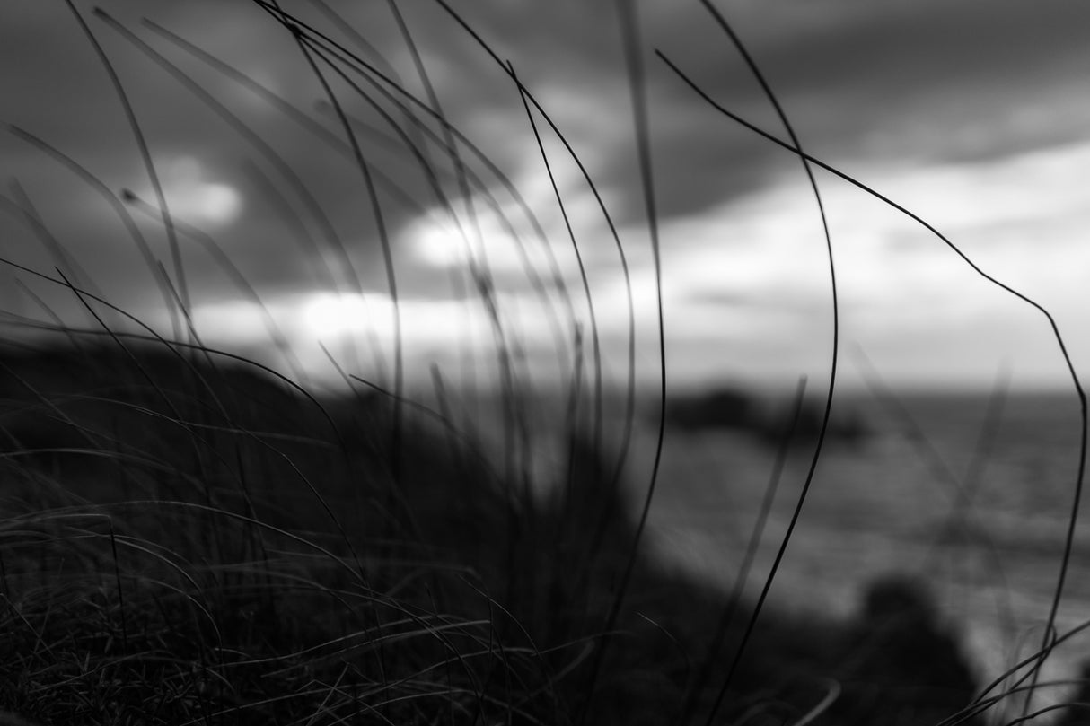 the wind brings the night Poster och Canvastavla
