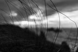 the wind brings the night Poster och Canvastavla