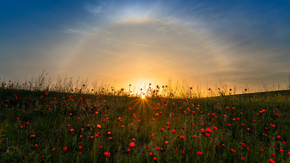 Red poppies and sunrise Poster och Canvastavla
