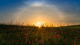 Red poppies and sunrise Poster och Canvastavla