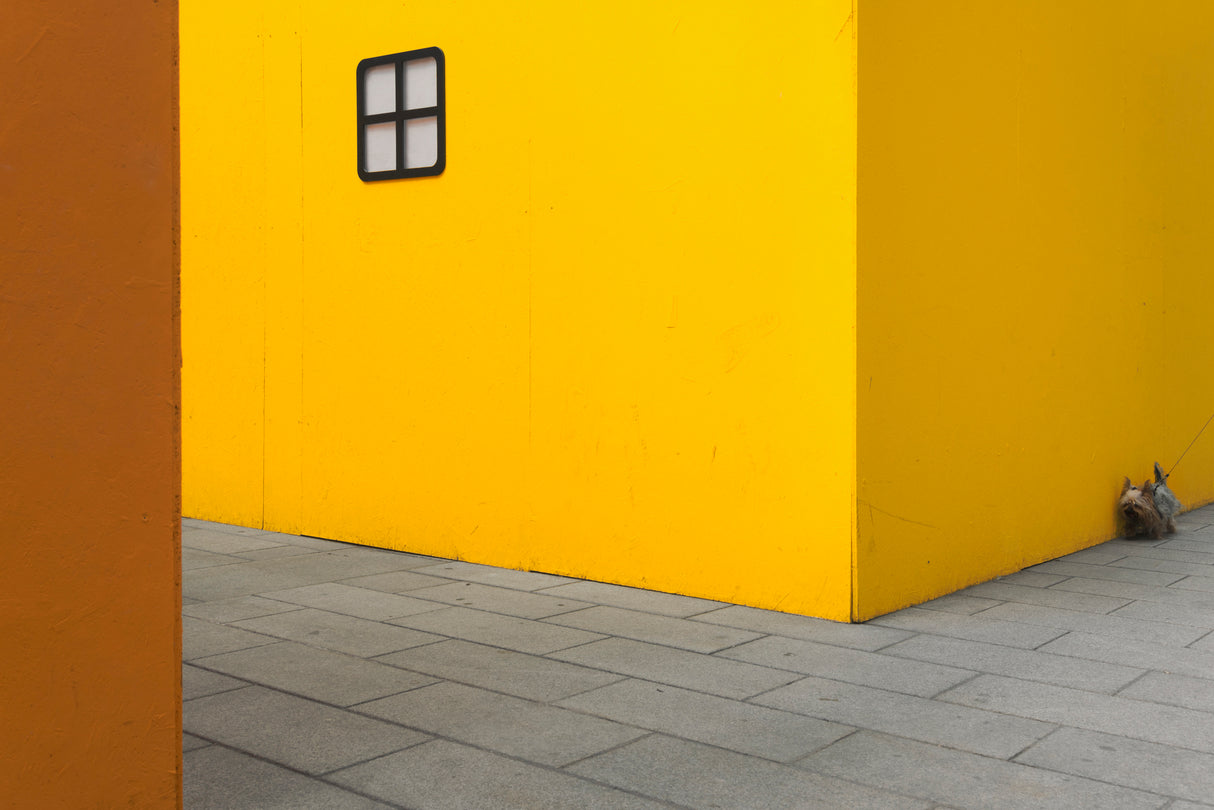 Yellow street dog Poster och Canvastavla