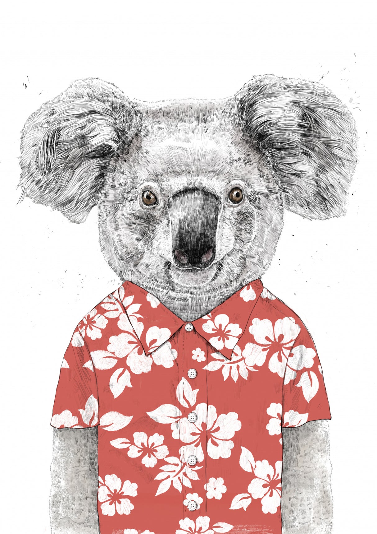 Summer koala (red) Poster och Canvastavla