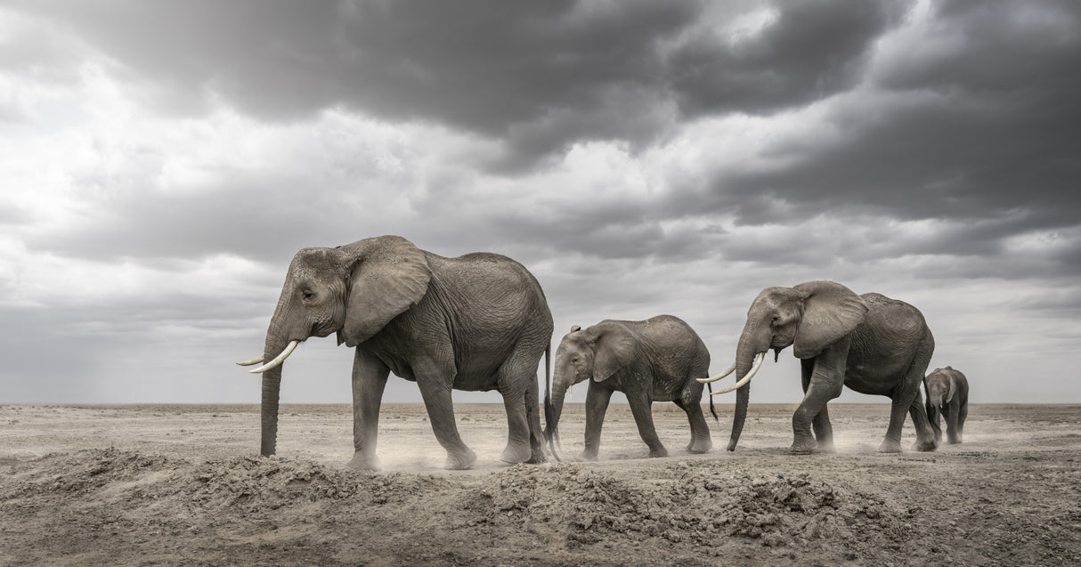 Gentle giants Poster och Canvastavla
