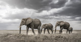 Gentle giants Poster och Canvastavla