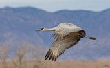 Sandhill Crane Poster och Canvastavla