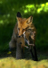 Nature at its best Poster och Canvastavla