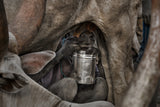 Mundari child milking a cow-I - South Sudan Poster och Canvastavla