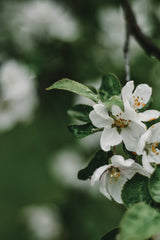 Spring Series - Apple Blossoms in the Rain 5/12 Poster och Canvastavla