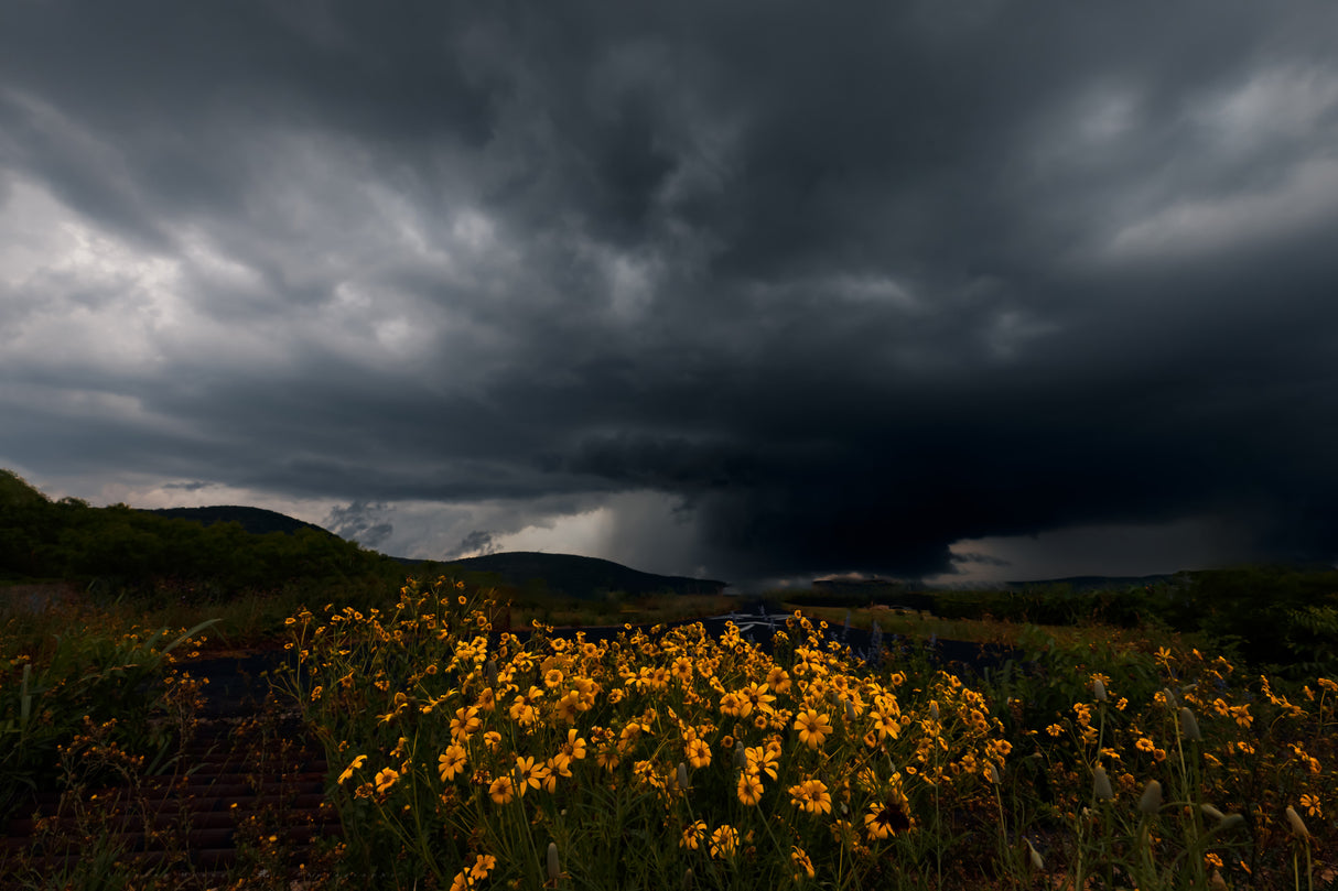 Wild Flower and Storm Poster och Canvastavla