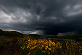 Wild Flower and Storm Poster och Canvastavla