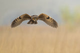 owl Poster och Canvastavla