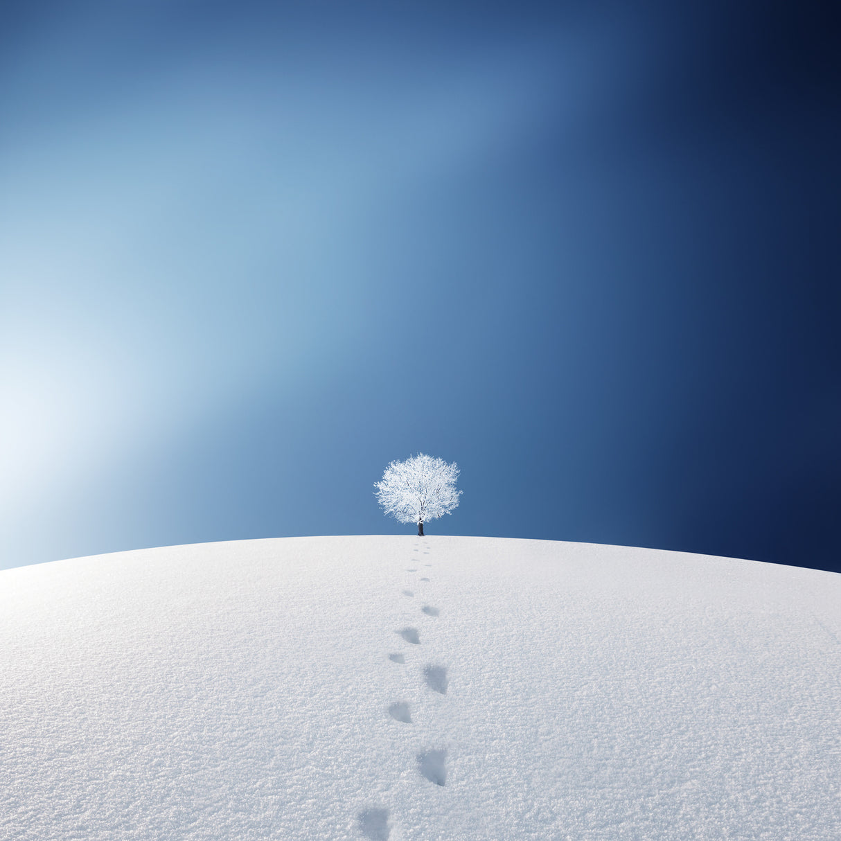 A tree in the field Poster och Canvastavla