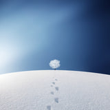 A tree in the field Poster och Canvastavla