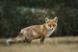 Red Fox Poster och Canvastavla
