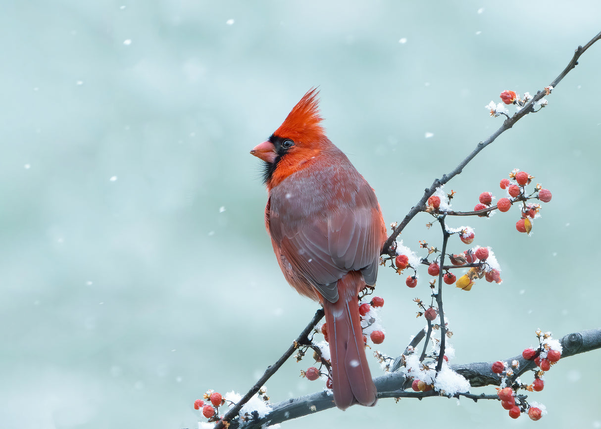 Snowy Day Poster och Canvastavla