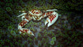 porcelain crab Poster och Canvastavla