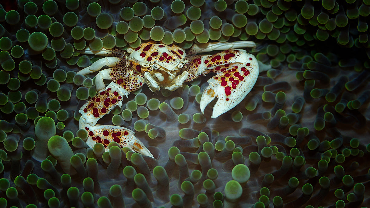 porcelain crab Poster och Canvastavla