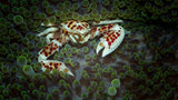 porcelain crab Poster och Canvastavla