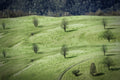 sheeps ... Poster och Canvastavla