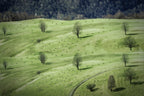 sheeps ... Poster och Canvastavla