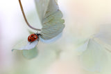 Ladybird on blue-green hydrangea Poster och Canvastavla