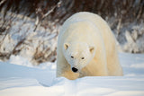 Polar Giant Poster och Canvastavla