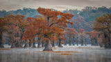Caddo Lake Poster och Canvastavla