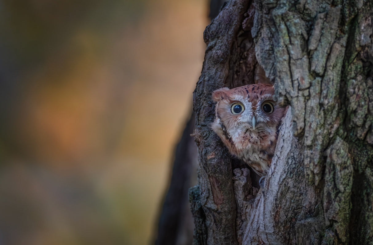 Eastern Screech Owl Poster och Canvastavla