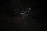 The Dark Side of the Rut Poster och Canvastavla