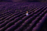 The woman in lavender Poster och Canvastavla