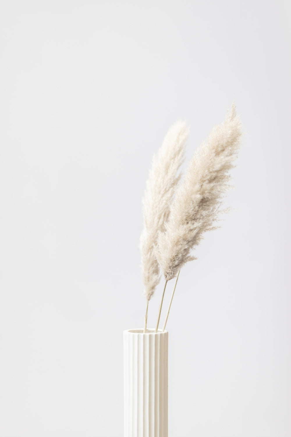 Pampas Grass Grey 10 Poster och Canvastavla