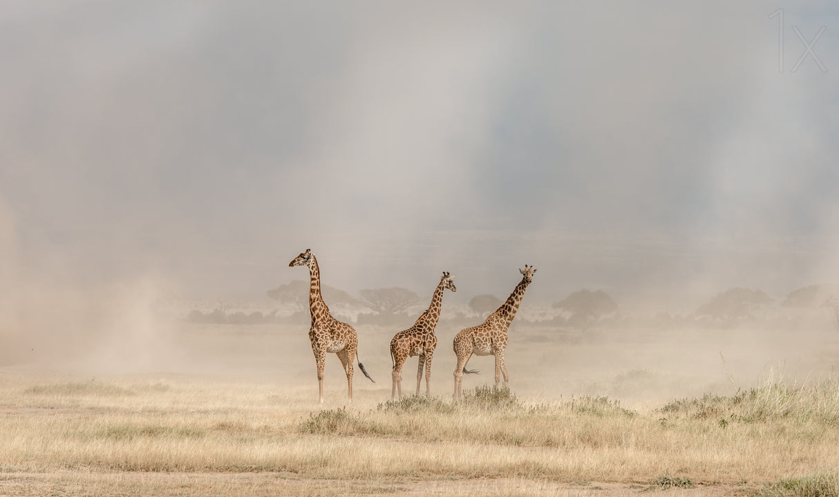 Weathering the Amboseli Dust Devils Poster och Canvastavla