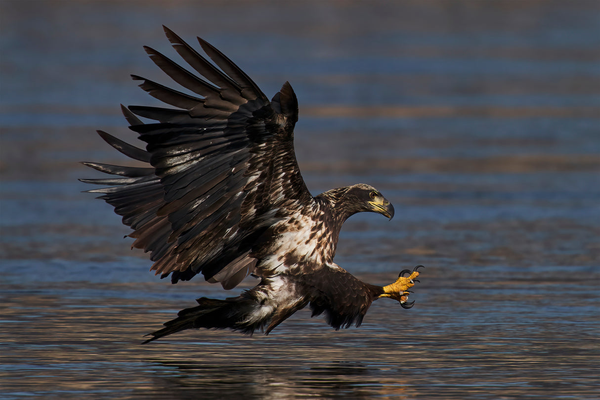 Bald eagle hunting Poster och Canvastavla