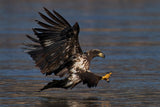 Bald eagle hunting Poster och Canvastavla