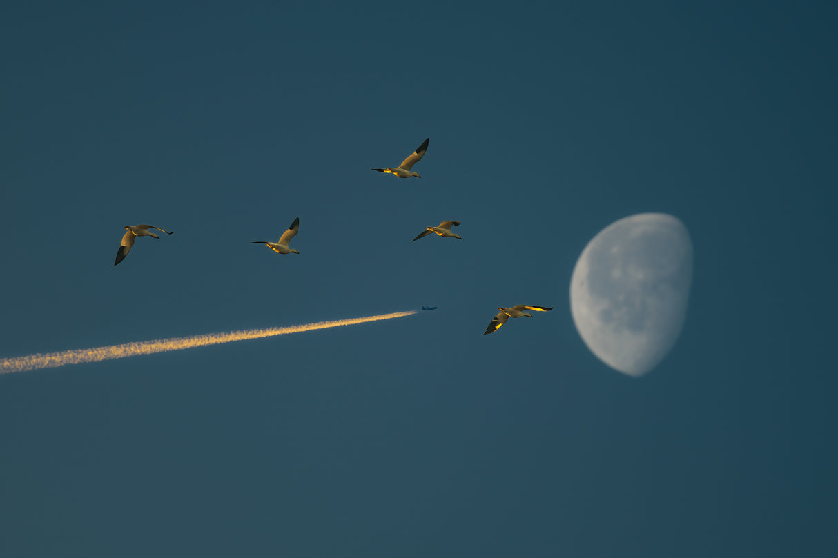 Flying to The Moon Poster och Canvastavla