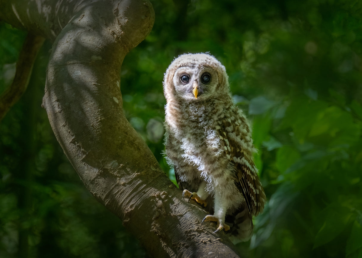Eyes of Wonder: A Young Barred Owl's Curiosity Poster och Canvastavla