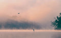 Morning Mist Poster och Canvastavla